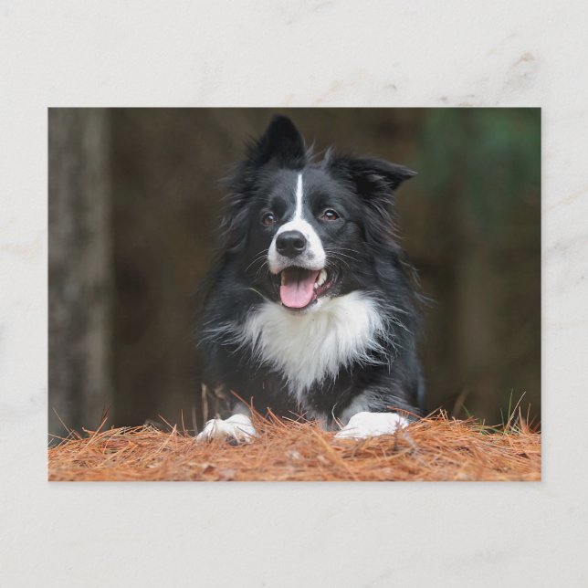Cartão Postal collie de fronteira (Frente)