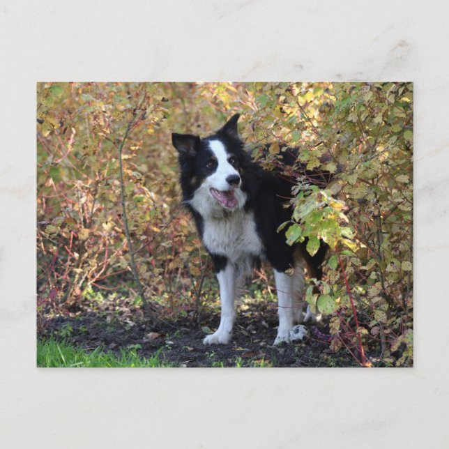 Cartão Postal collie de fronteira (Frente)