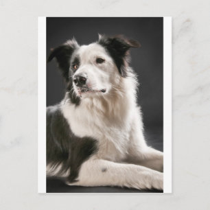 Cartão Postal Collie de fronteira