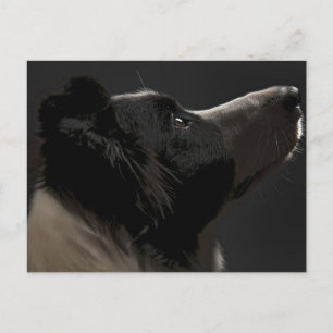 Cartão Postal Collie de fronteira