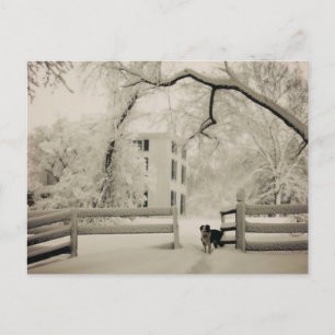 Cartão Postal Collie de fronteira