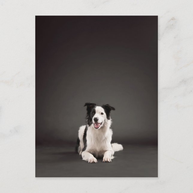 Cartão Postal Collie de fronteira (Frente)