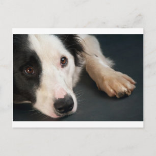 Cartão Postal Collie de fronteira
