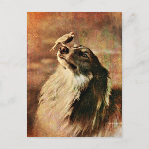 Cartão Postal Collie e Birdie