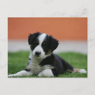 Cartão Postal Collie, Fronteira Antiga de 6 Semanas