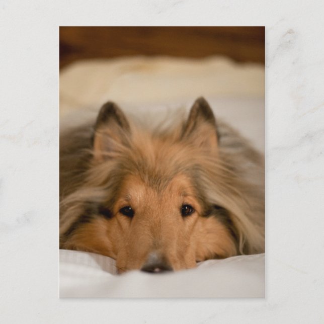 Cartão Postal Collie Postcard (Frente)