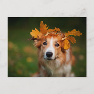Cartão Postal Collie Red Border com uma Garland de Folhas do out