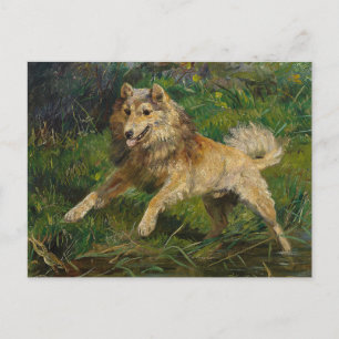 Cartão Postal Collie toma Sapo por Hermine Biedermann
