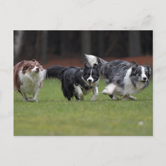 Cartão Postal collies de fronteira trio (Frente)