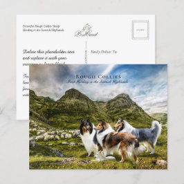 Cartão Postal Collies de tosse de pastagem - Coletivos