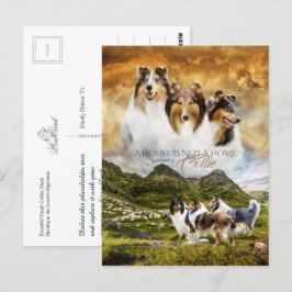 Cartão Postal Collies Retrato & Ovinos Herdados + Cotação -