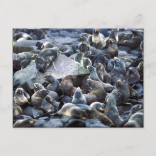Cartão Postal Colônia de focas de St. Paul Island, Pribilofs