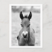 Coloque o Foal