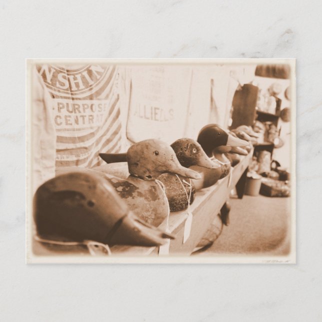 Cartão Postal Coloque seus patos em uma linha - Cartão-postal (Frente)