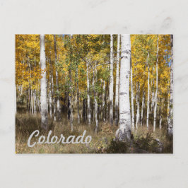 Cartão Postal Colorado Aspen Grove no outono