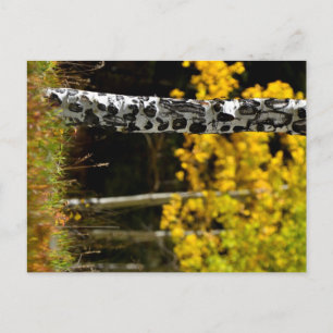 Cartão Postal Colorado Aspens
