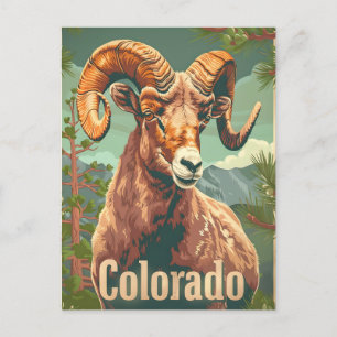 Cartão Postal Colorado Bighorn Sheep Vintage