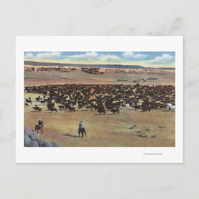 Cartão Postal Colorado - Cowboys Arredondando (Frente)