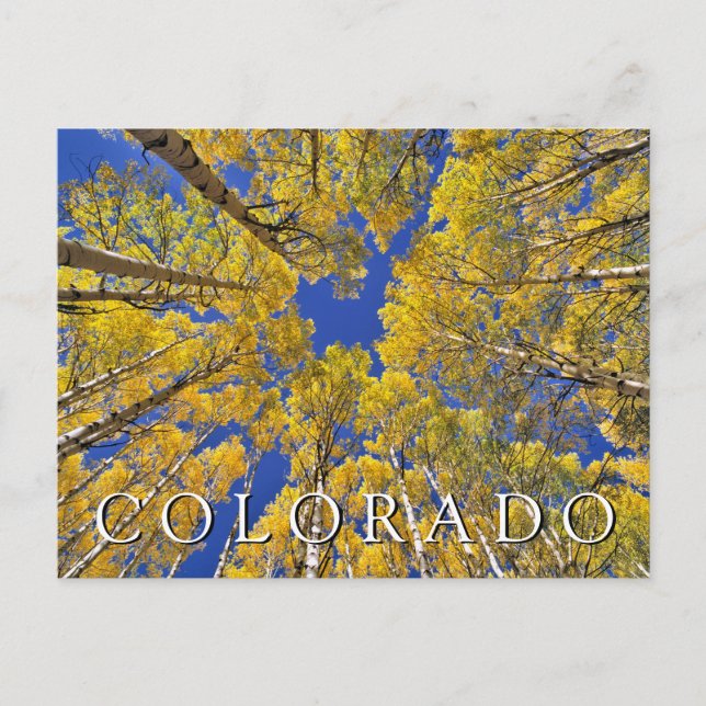 Cartão Postal Colorado Fall | Floresta Aspen no outono (Frente)