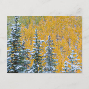 Cartão Postal Colorado, Grand Mesa. Neve precoce na floresta