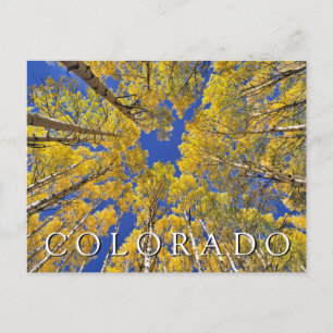 Cartão Postal Colorado Outono   Floresta de Aspen no Outono