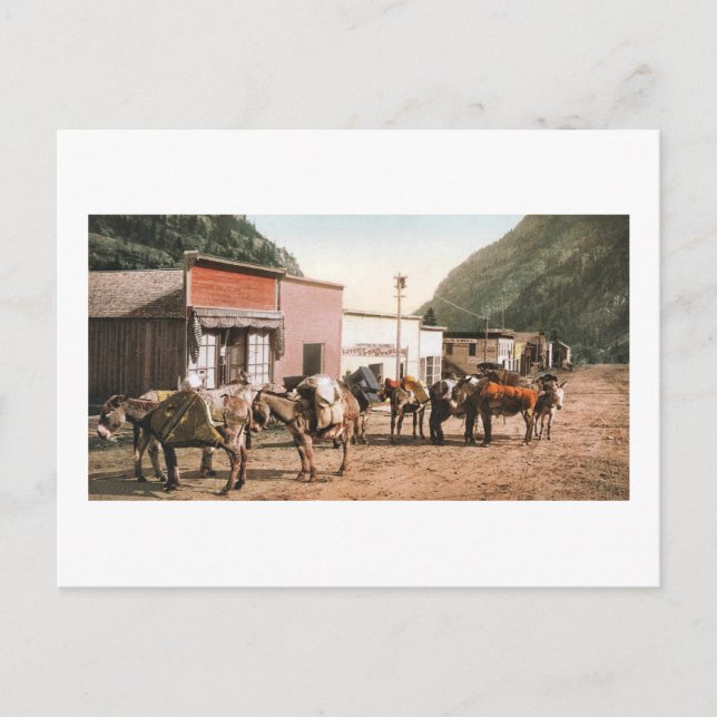 Cartão Postal Colorado Pack Trail Ready para Miners 1904 (Frente)