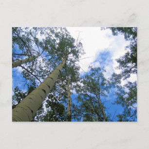 Cartão Postal Colorado Sky Thru the Aspens