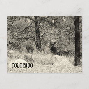 Cartão Postal Colorado Wildlife