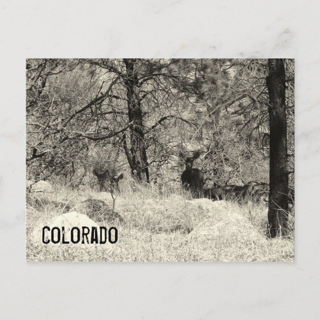 Cartão Postal Colorado Wildlife (Frente)