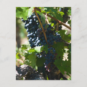 Cartão Postal Colorado Wine Country