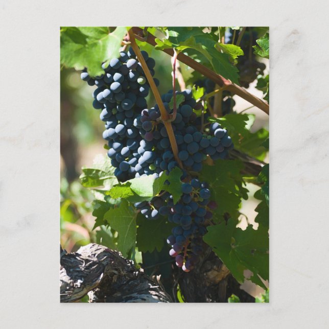 Cartão Postal Colorado Wine Country (Frente)