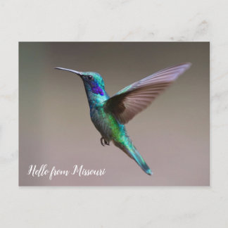 Cartão Postal Colorful Hummingbird Custom State
