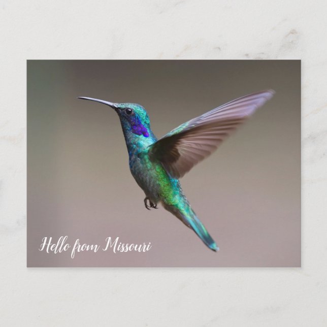 Cartão Postal Colorful Hummingbird Custom State (Frente)