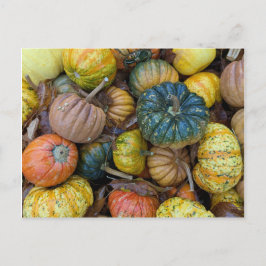 Cartão Postal Colorful Pumpkin Postcard