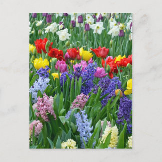 Cartão Postal Colorful spring flower garden