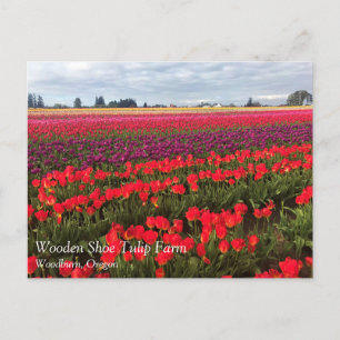 Cartão Postal Colorful Tulip Field, Woodburn, Oregon
