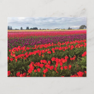 Cartão Postal Colorful Tulip Field, Woodburn, Oregon