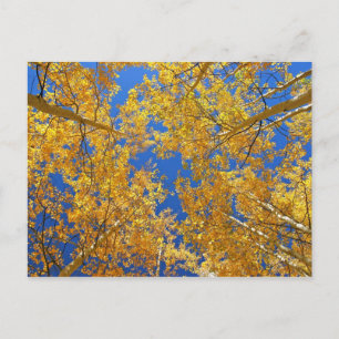 Cartão Postal Colorida Colorado Aspens...