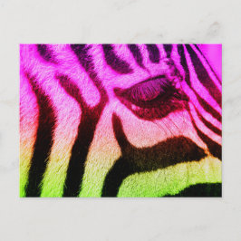 Cartão Postal Colorida Funky Zebra