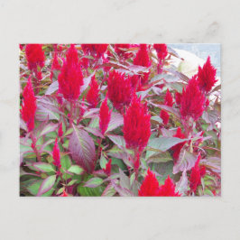CARTÃO POSTAL COLORIDO FLORA