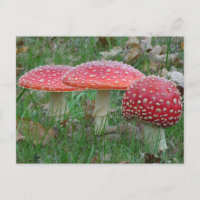 Cartão postal Colorido Fly Amanitas DIY