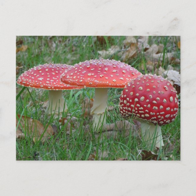 Cartão postal Colorido Fly Amanitas DIY (Frente)