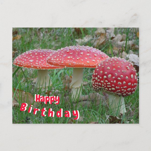 Cartão postal Colorido Fly Amanitas Happy Birthday (Frente)