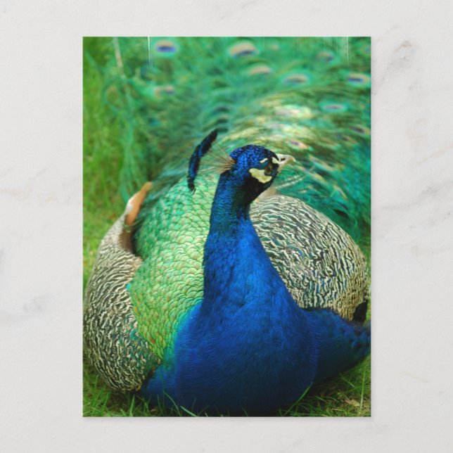 Cartão postal Colorido Peacock (Frente)