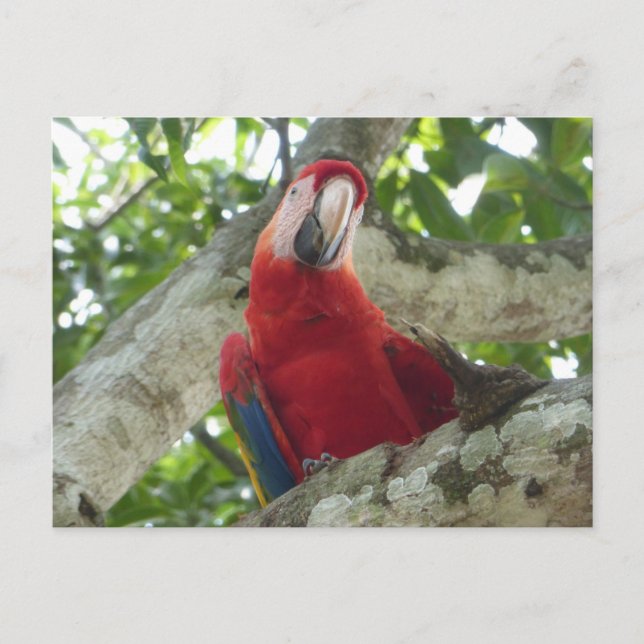 Cartão postal Colorido Red Parrot DIY (Frente)