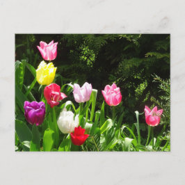 Cartão postal Colorido Tulips DIY
