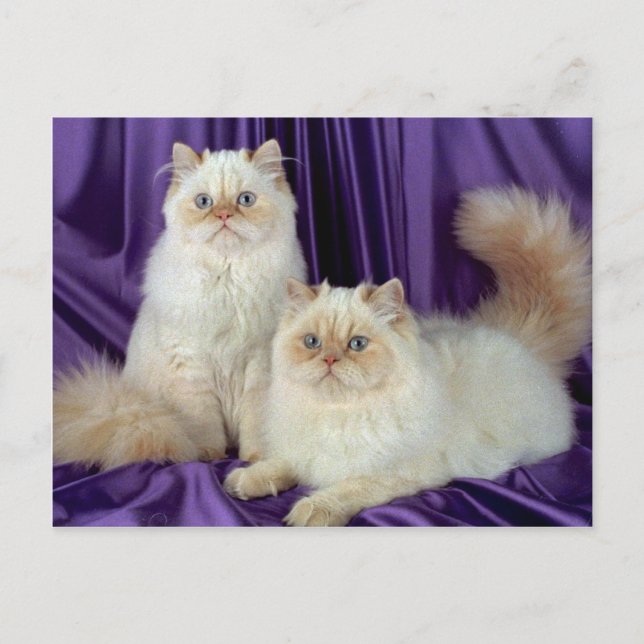 Cartão Postal Colorpoint Palha, ponto de coloração creme (Frente)