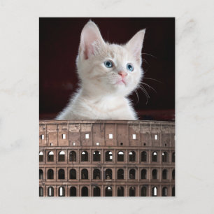 Cartão Postal Colosseum gatinho branco grande