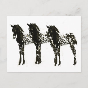 Cartão Postal Colts Appy