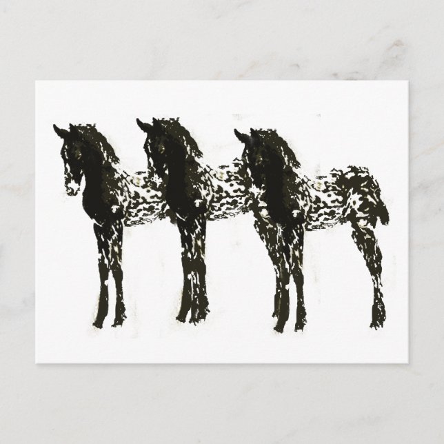 Cartão Postal Colts Appy (Frente)